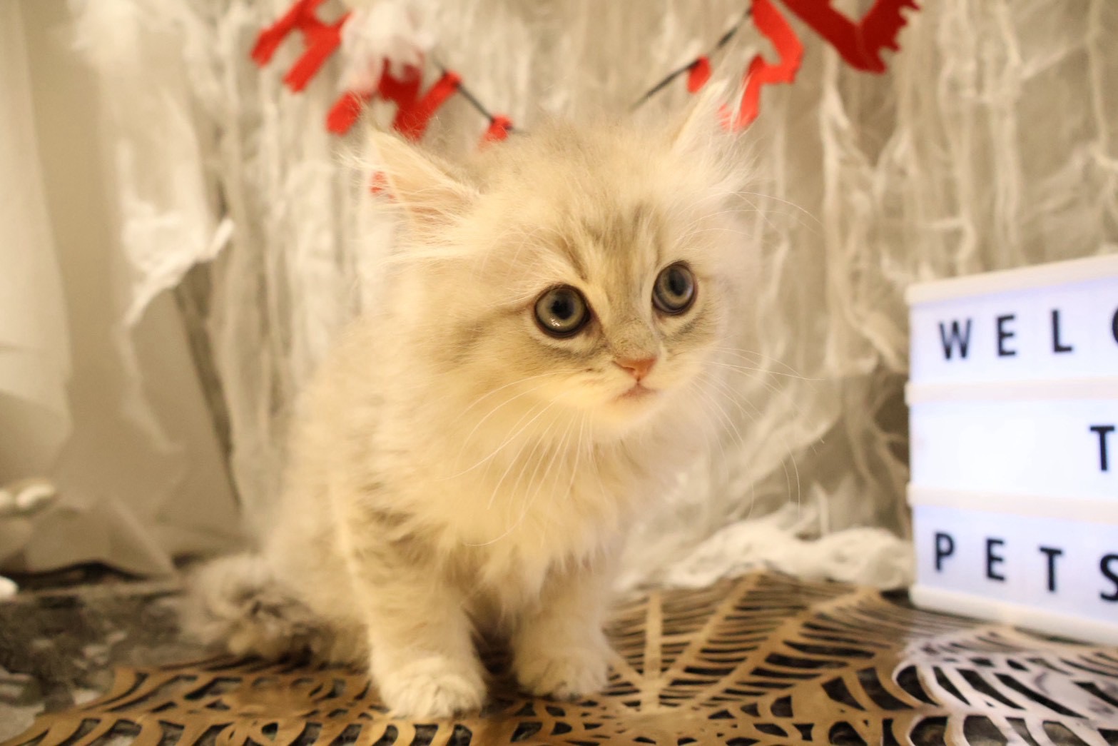 ペルシャ ブルーチンチラゴールデンの子猫｜福岡 |ペッツメイトイオン乙金店