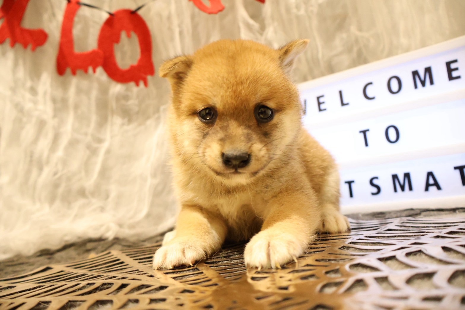 豆柴 赤の子犬｜佐賀 | ペッツメイトモラージュ佐賀店