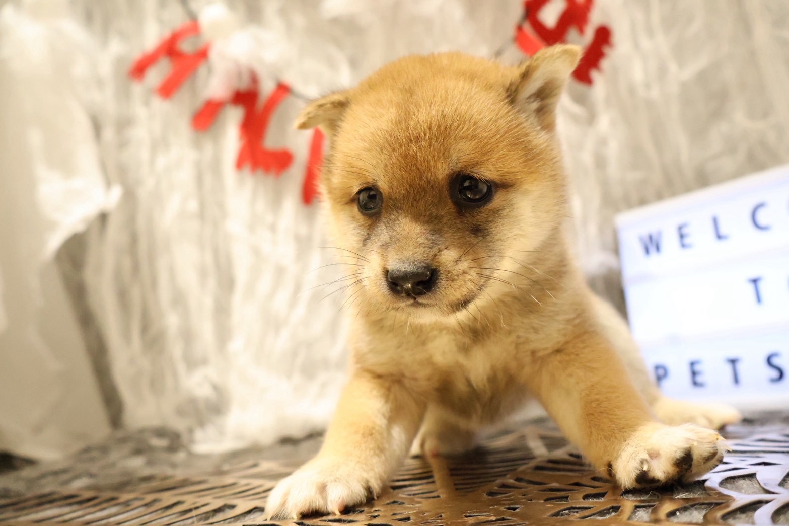 豆柴 赤の子犬｜佐賀 | ペッツメイトモラージュ佐賀店