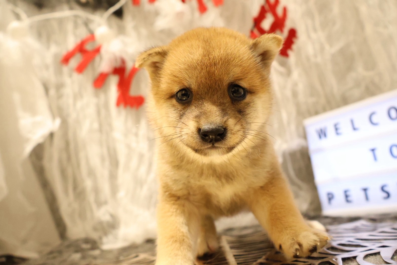 豆柴 赤の子犬｜佐賀 | ペッツメイトモラージュ佐賀店