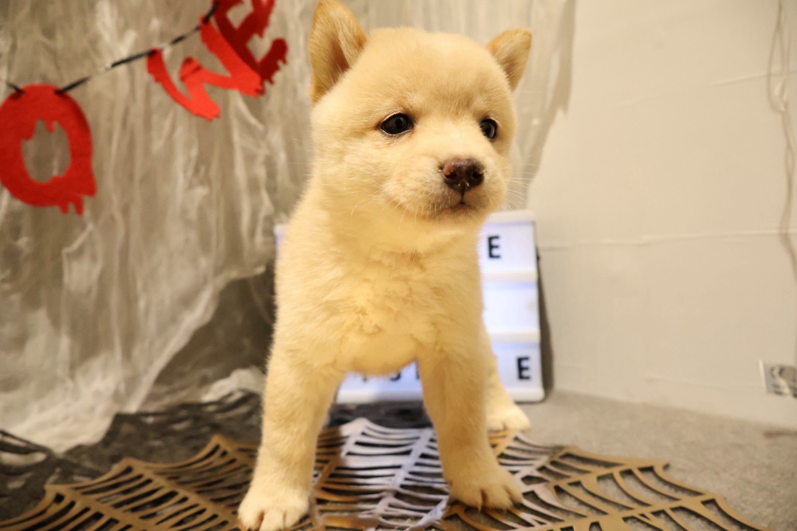 豆柴 白の子犬｜佐賀 | ペッツメイトモラージュ佐賀店