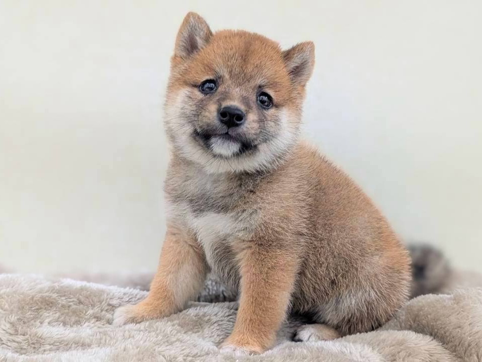 豆柴 赤の子犬｜福岡 |ペットアミ筑後店