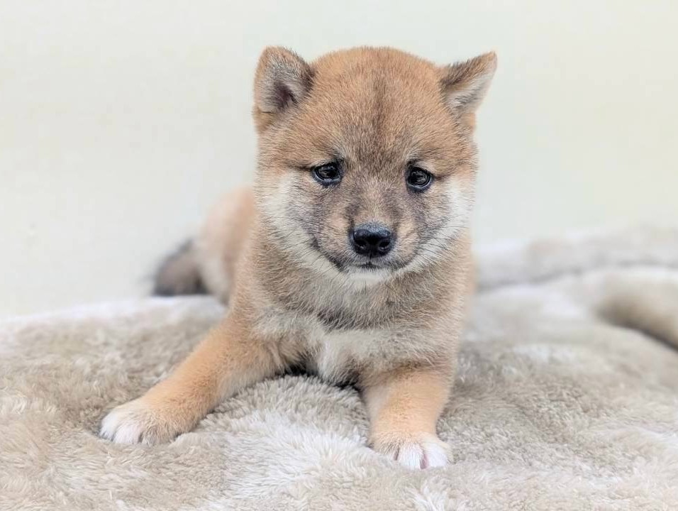 豆柴 赤の子犬｜福岡 |ペットアミ筑後店