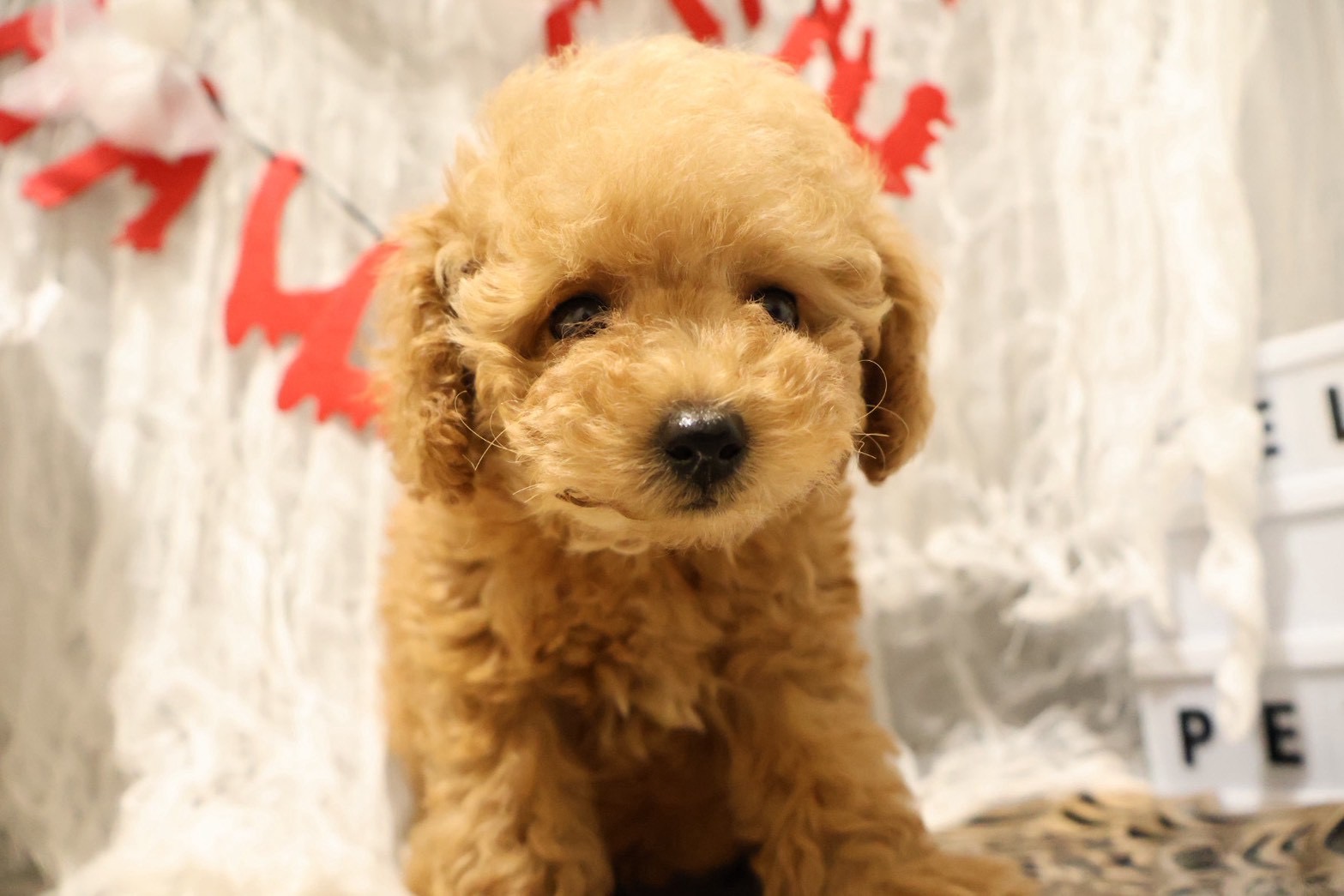 トイプードル アプリコットの子犬｜福岡 |ペッツメイトイオン小郡店