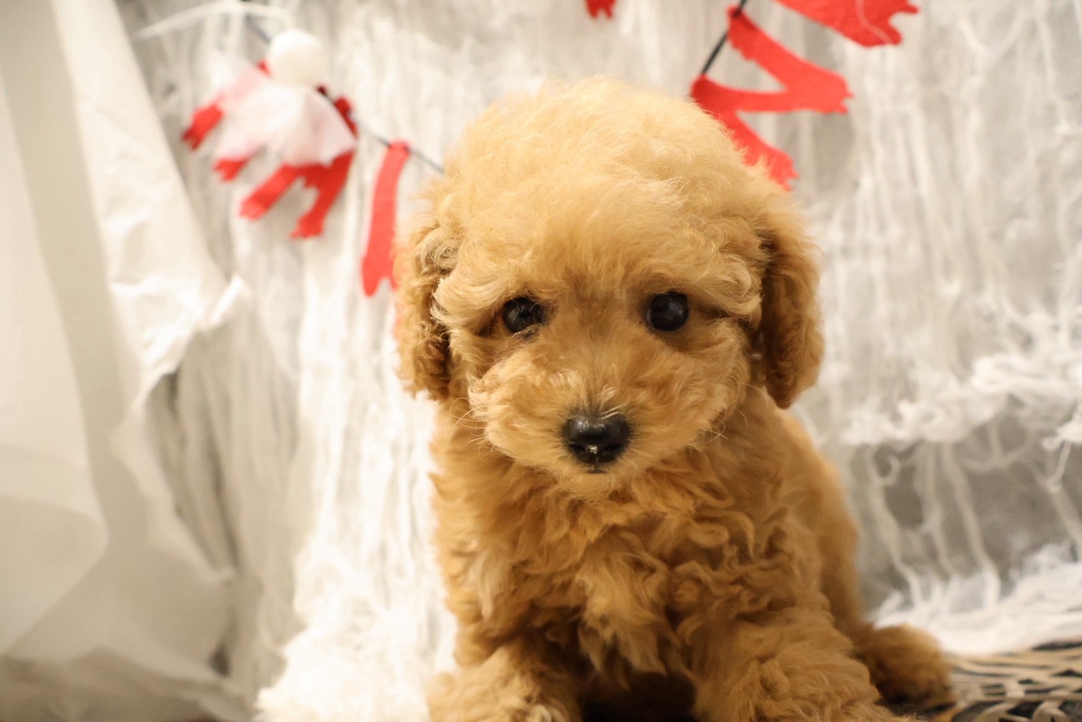 トイプードル アプリコットの子犬｜福岡 |ペッツメイトイオン小郡店