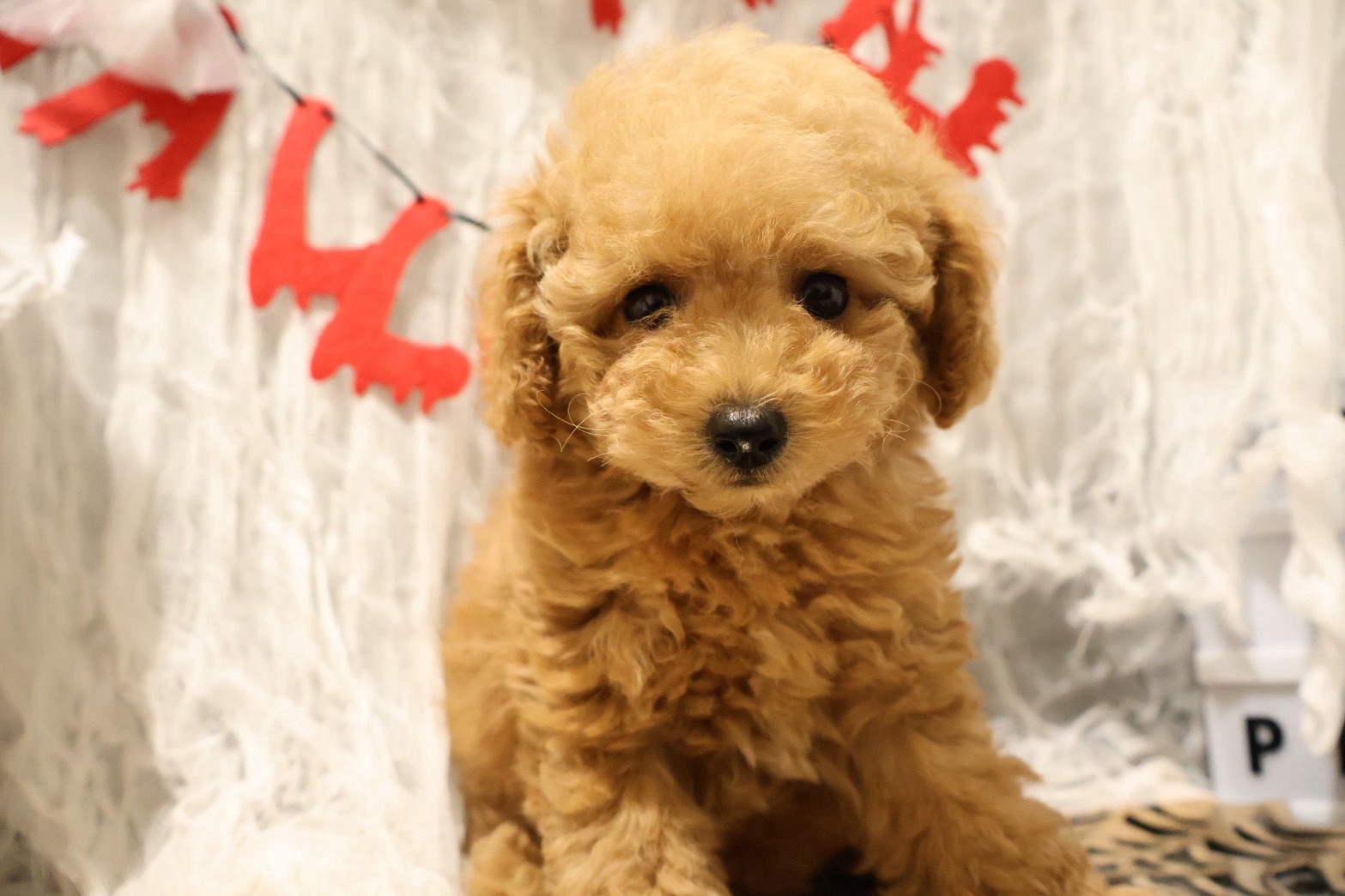 トイプードル アプリコットの子犬｜福岡 |ペッツメイトイオン小郡店