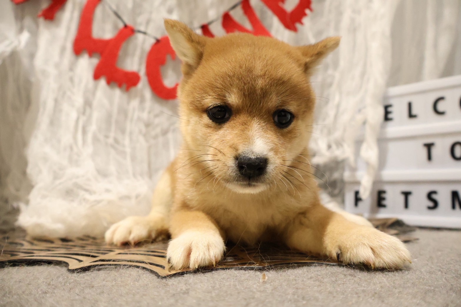 豆柴 赤の子犬｜福岡 |ペッツメイトイオン小郡店