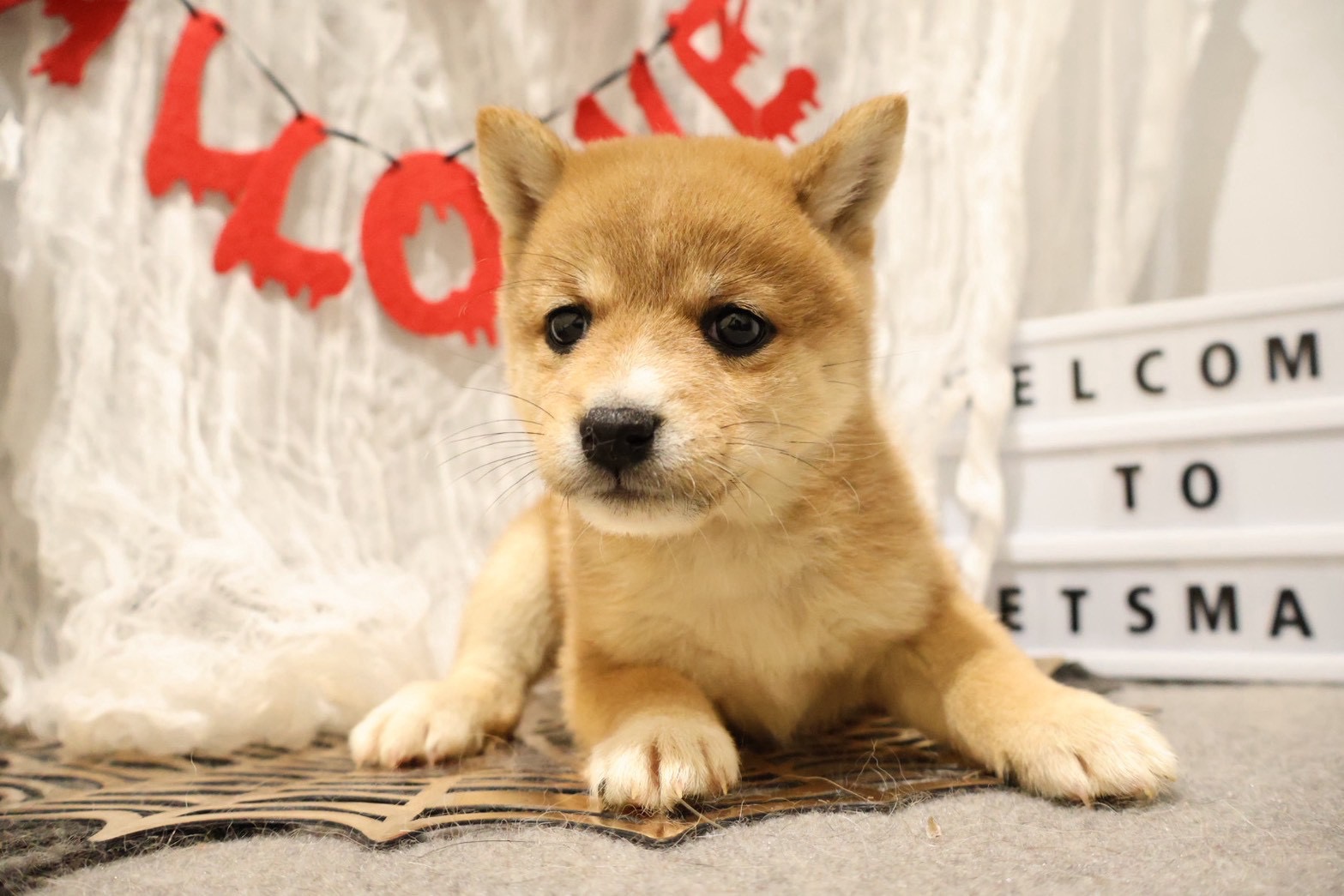 豆柴 赤の子犬｜福岡 |ペッツメイトイオン小郡店