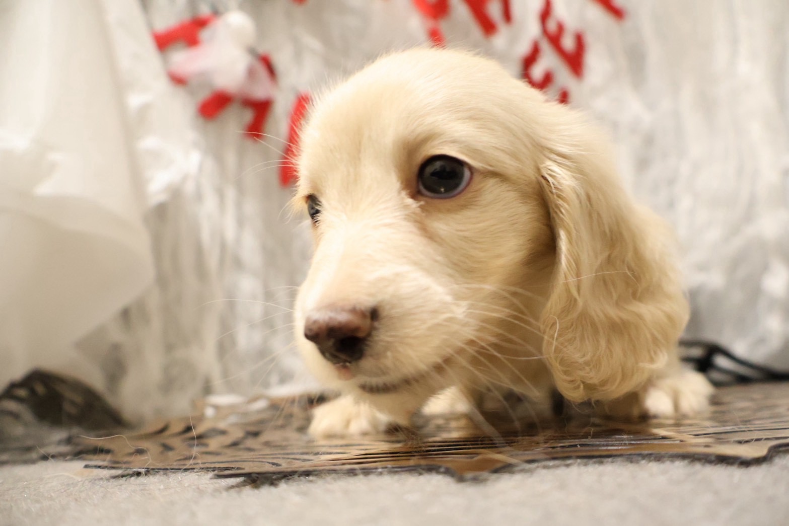 ミニチュアダックスフンド イエローの子犬｜福岡 |ペッツメイトイオン小郡店