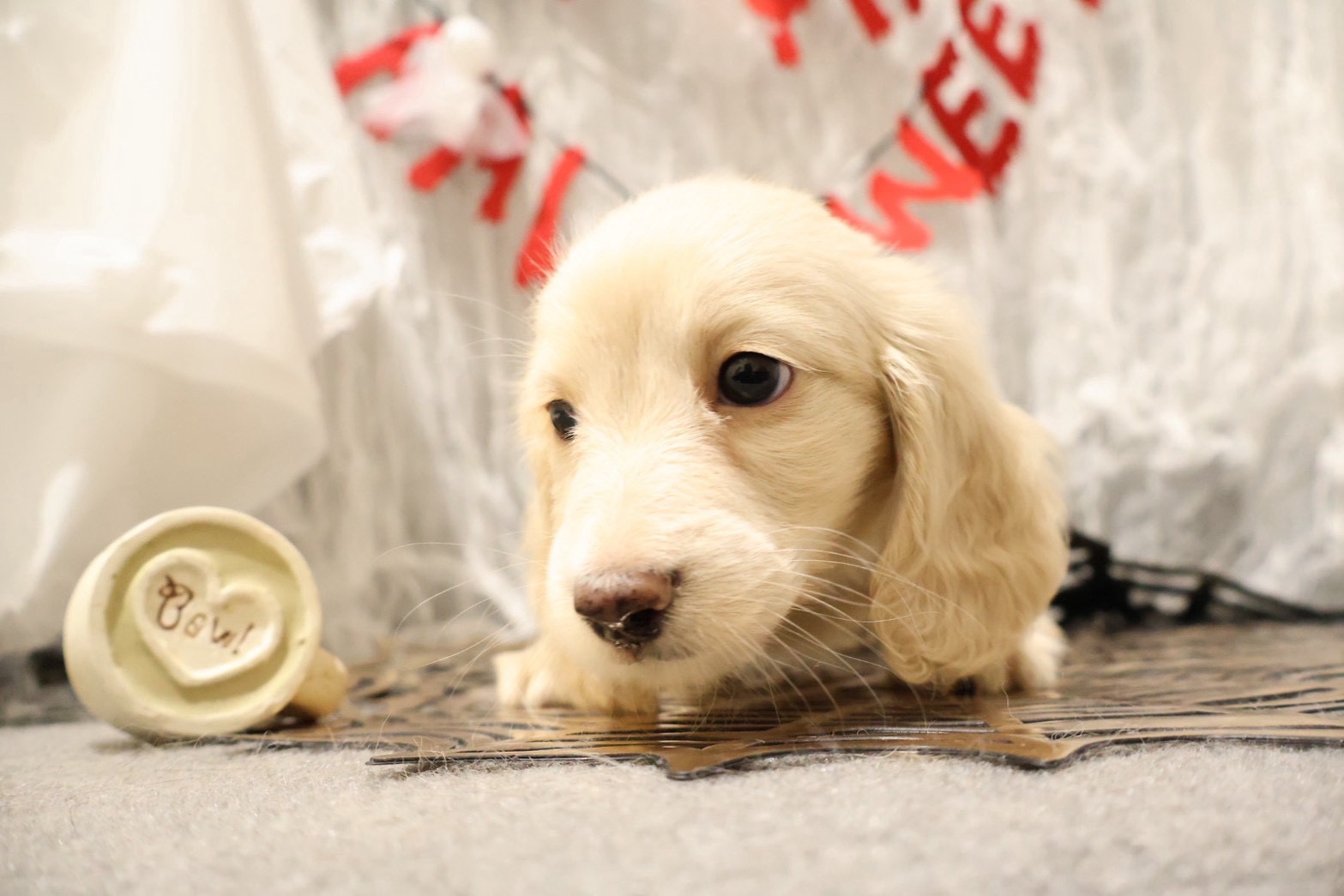 ミニチュアダックスフンド イエローの子犬｜福岡 |ペッツメイトイオン小郡店