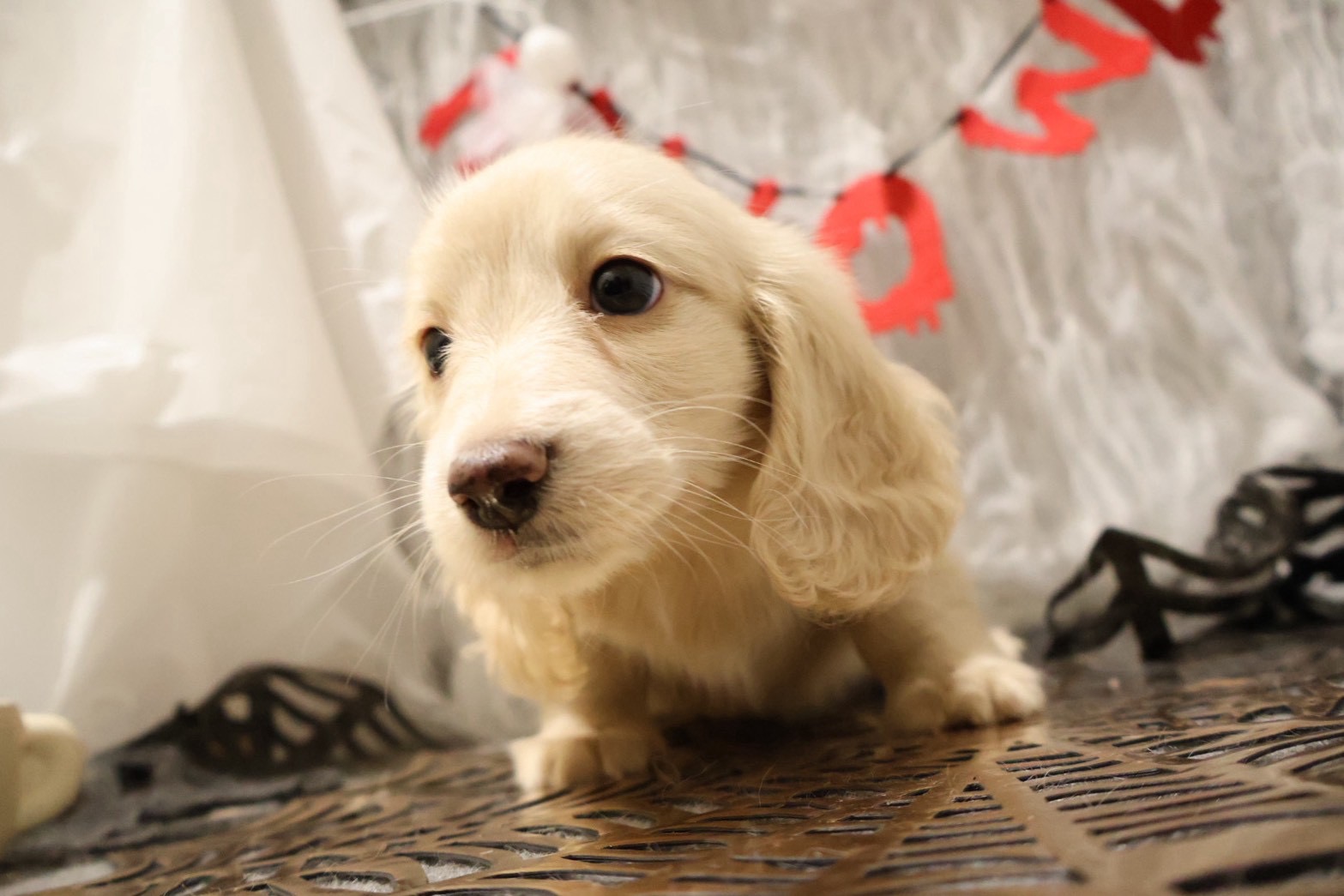 ミニチュアダックスフンド イエローの子犬｜福岡 |ペッツメイトイオン小郡店