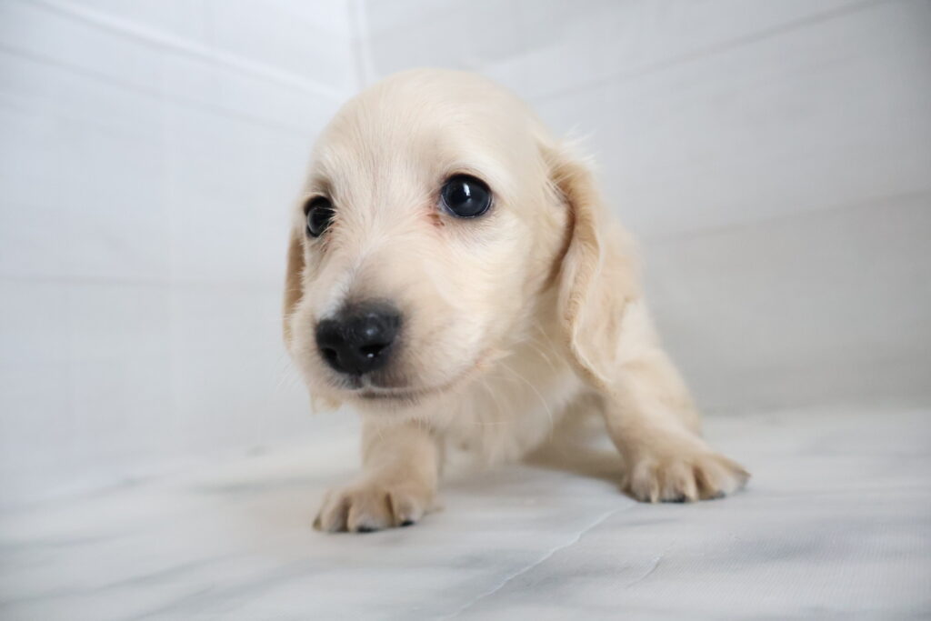 ミニチュアダックスフンド イエローの子犬|佐賀 |ペッツメイト佐賀店