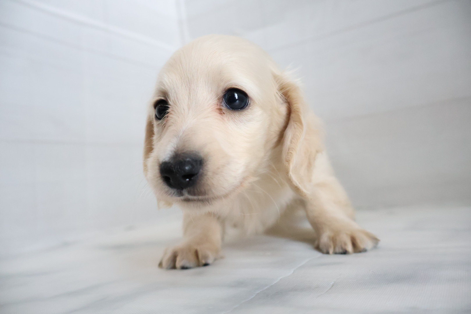 ミニチュアダックスフンド イエローの子犬｜佐賀 |ペッツメイト佐賀店