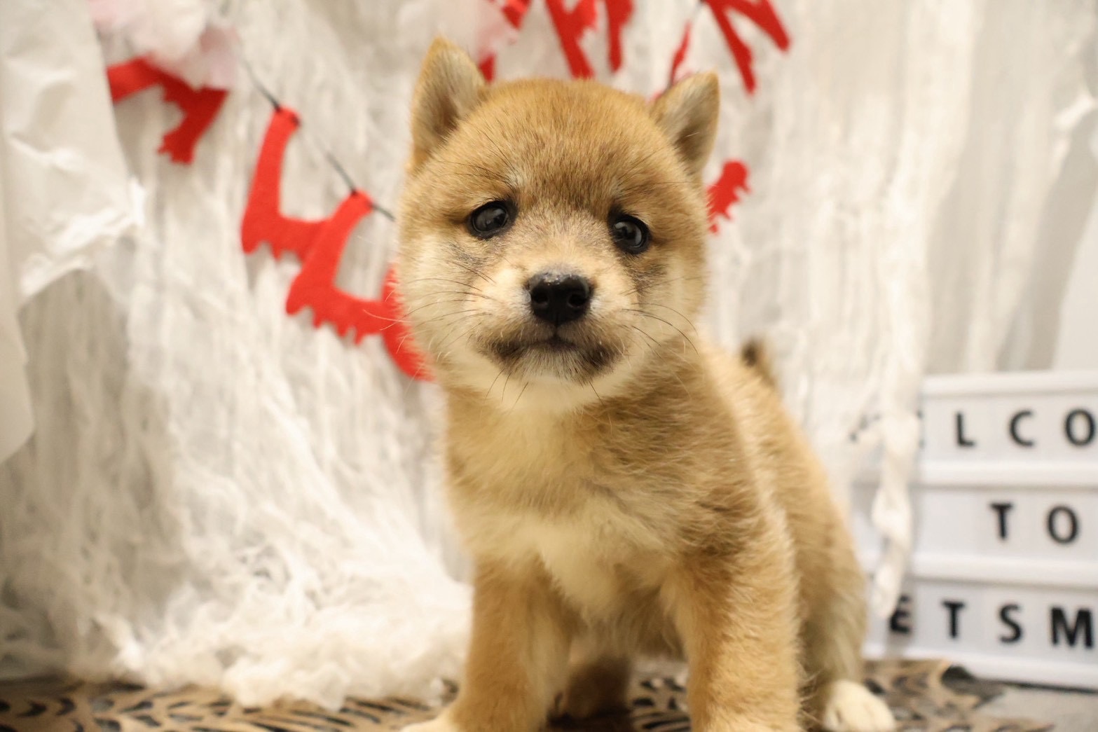 豆柴 赤の子犬｜福岡 | ペッツメイト天神大名店