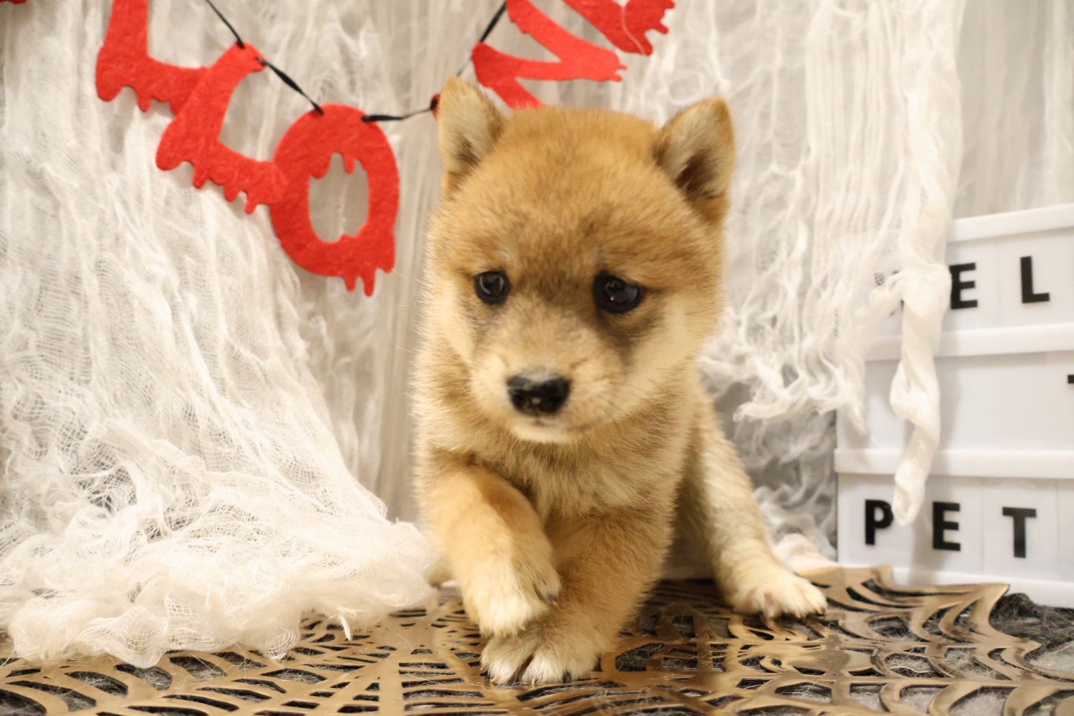 豆柴 赤の子犬｜福岡 | ペッツメイト天神大名店