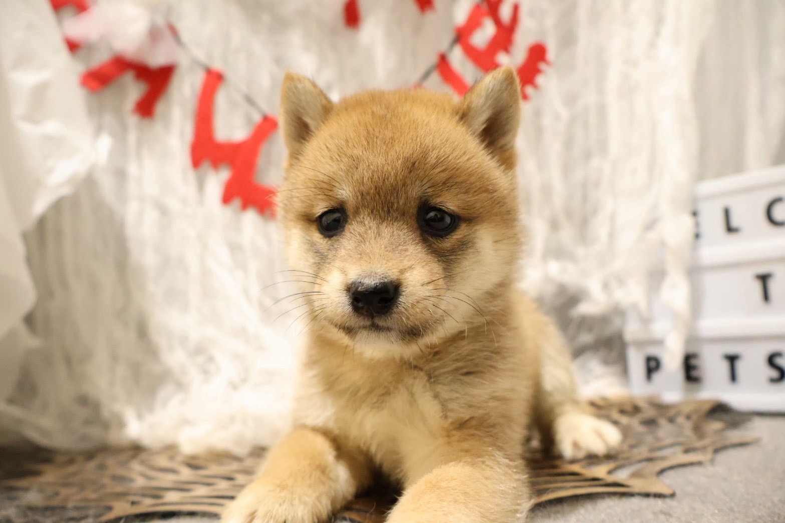 豆柴 赤の子犬｜福岡 | ペッツメイト天神大名店