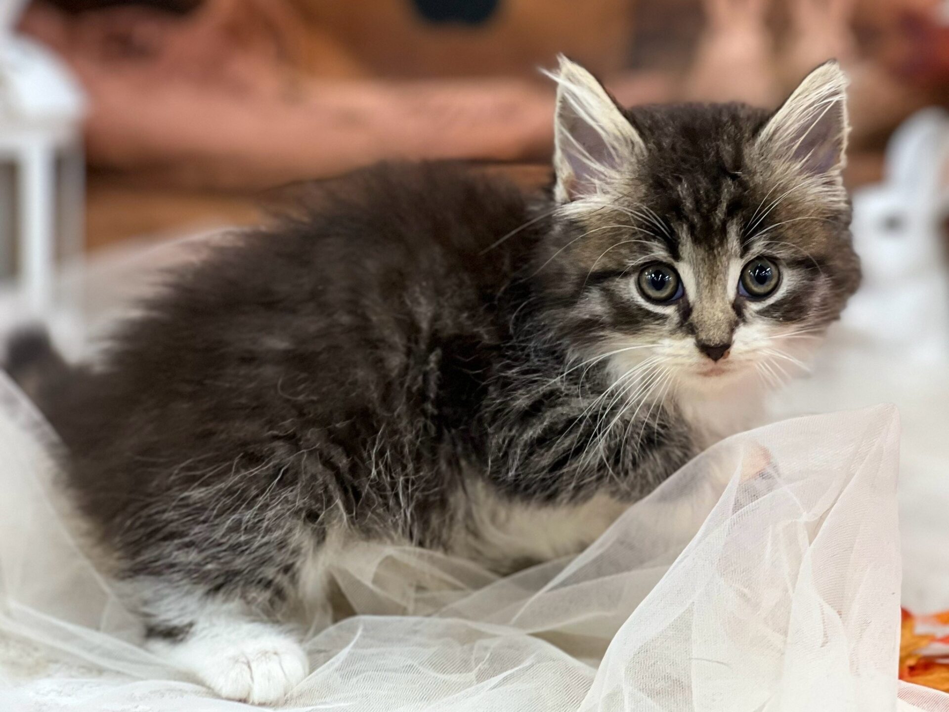 ノルウェージャン・フォレストキャット ブラウンタビーホワイトの子猫｜佐賀 |ペッツメイト佐賀店