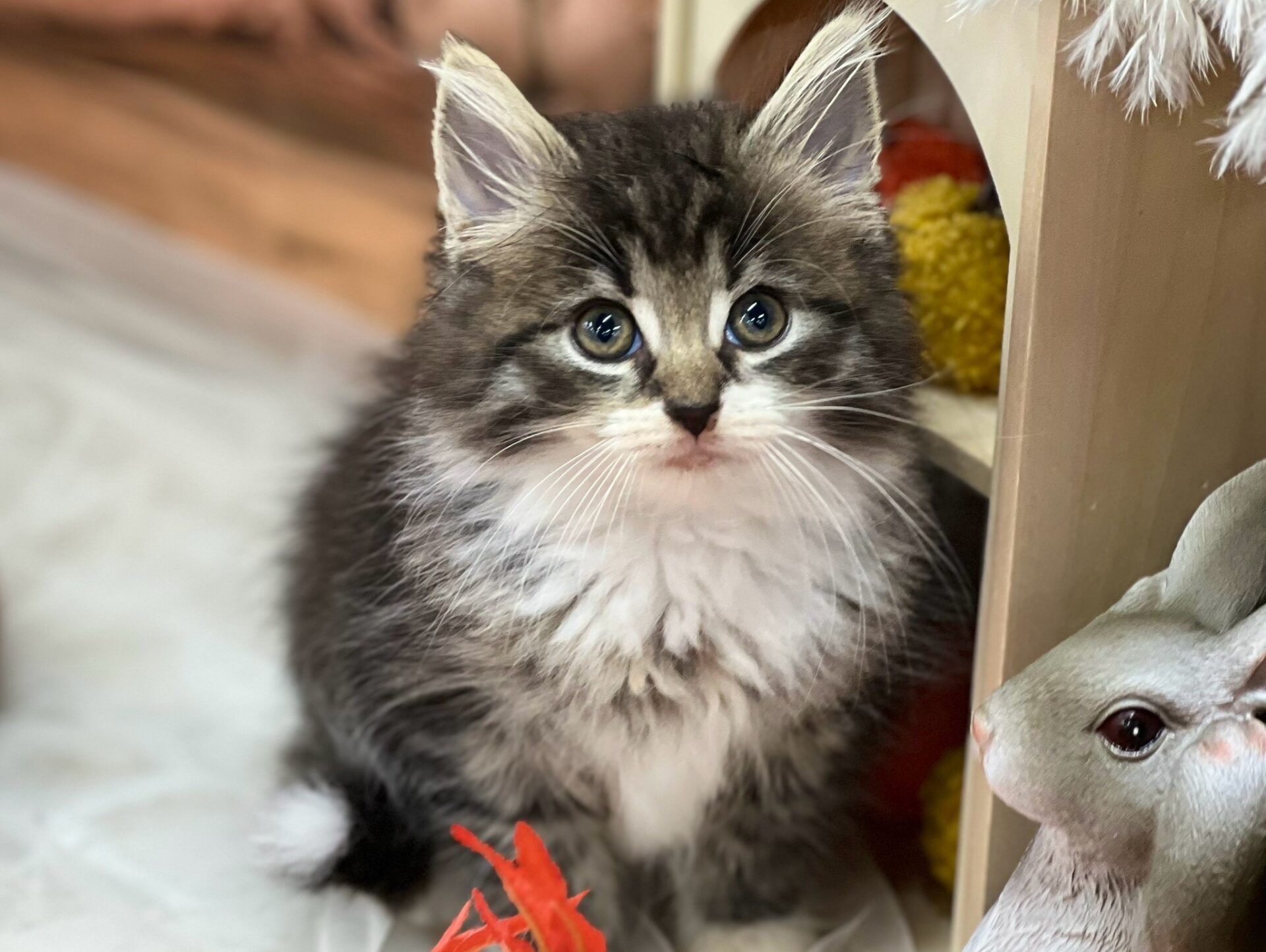 ノルウェージャン・フォレストキャット ブラウンタビーホワイトの子猫｜佐賀 |ペッツメイト佐賀店