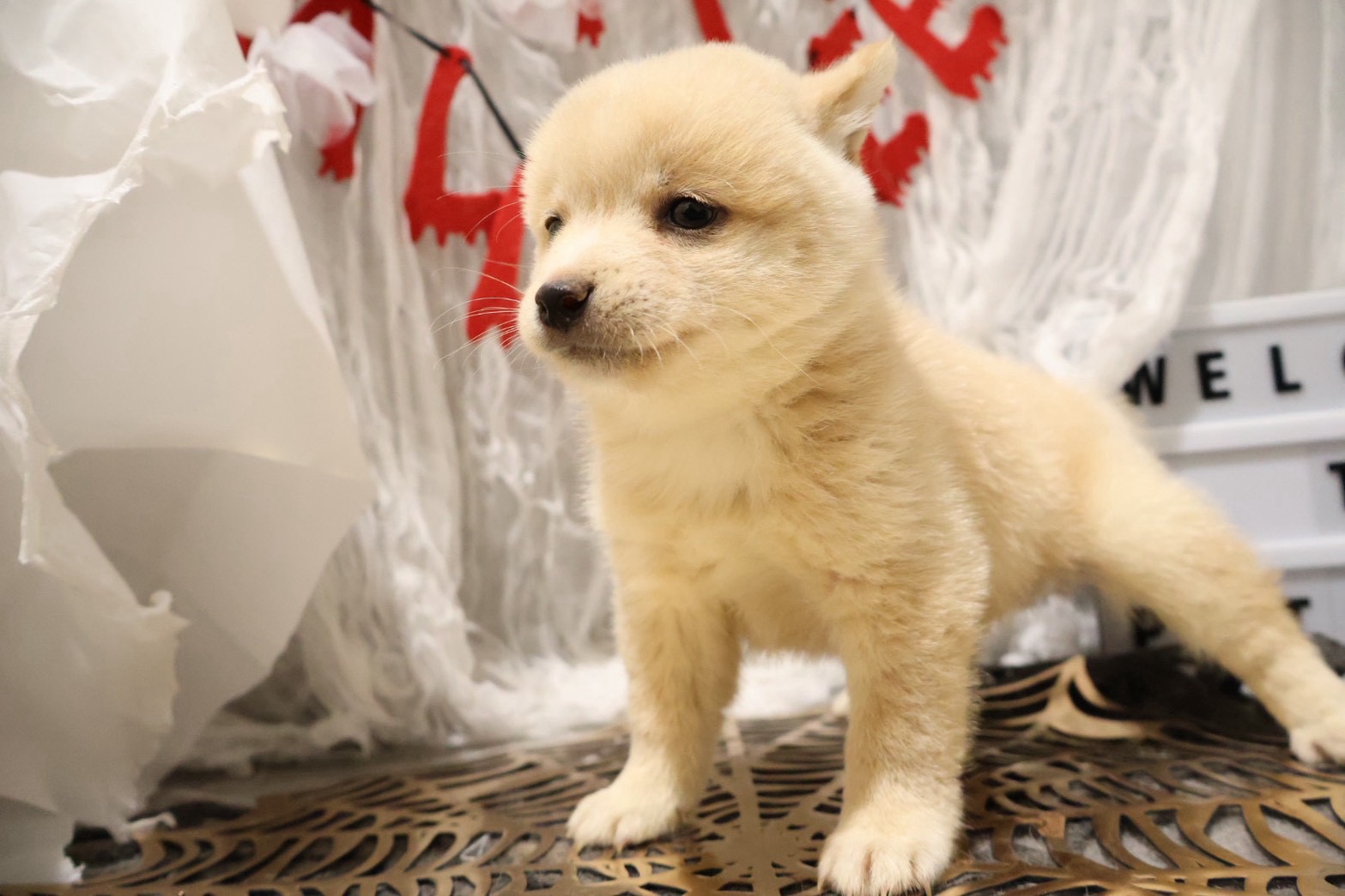 豆柴 白の子犬｜佐賀 |ペッツメイト佐賀店