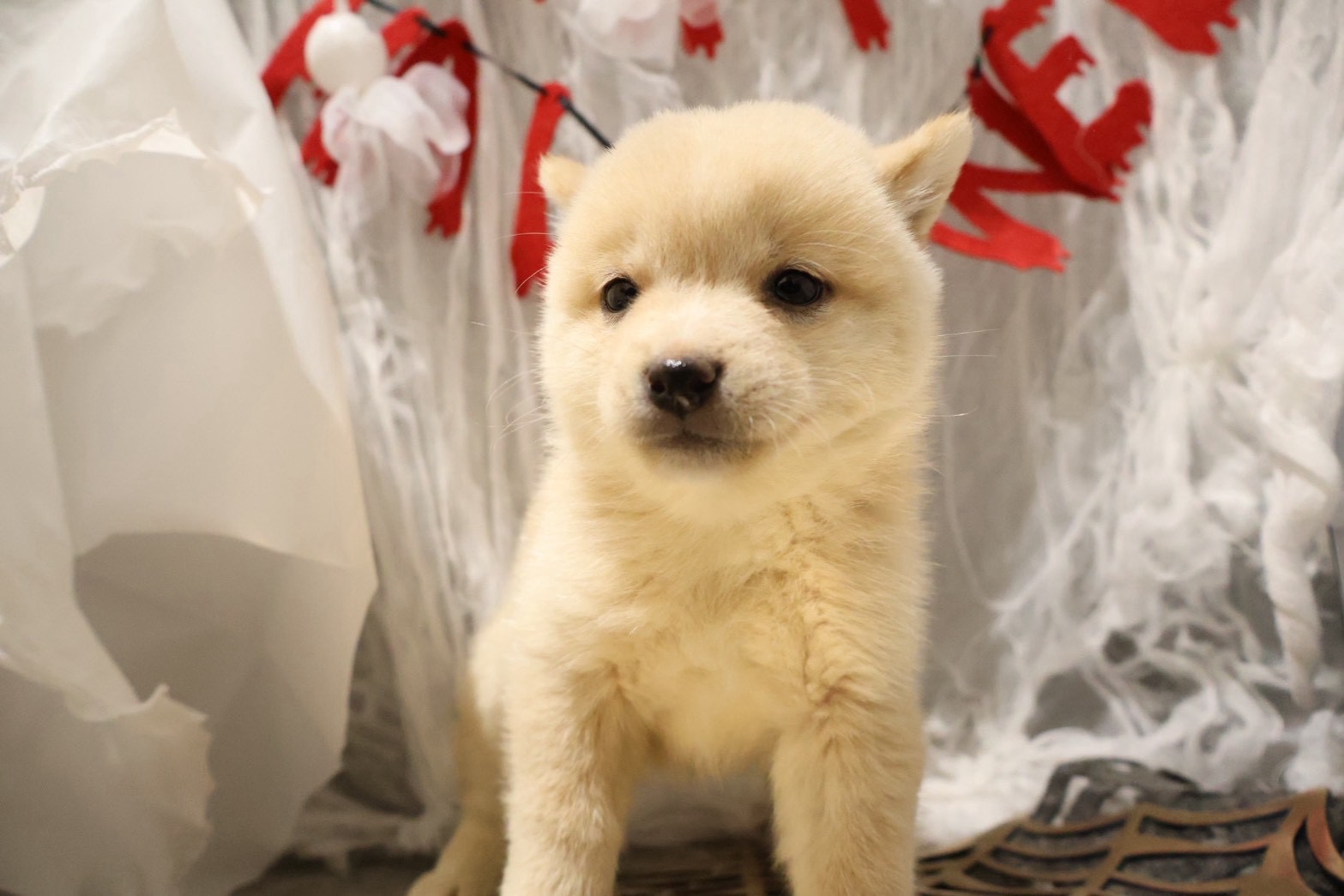 豆柴 白の子犬｜佐賀 |ペッツメイト佐賀店