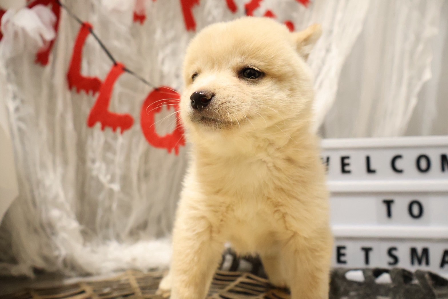 豆柴 白の子犬｜佐賀 |ペッツメイト佐賀店