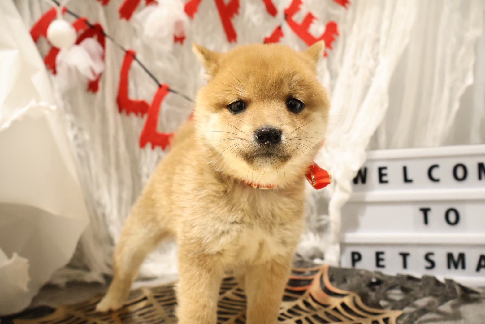 豆柴 赤の子犬｜福岡 | ペッツメイト天神大名店