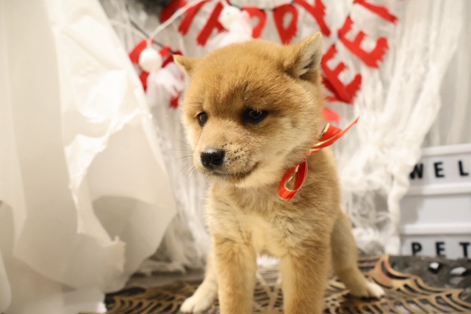 豆柴 赤の子犬｜福岡 | ペッツメイト天神大名店