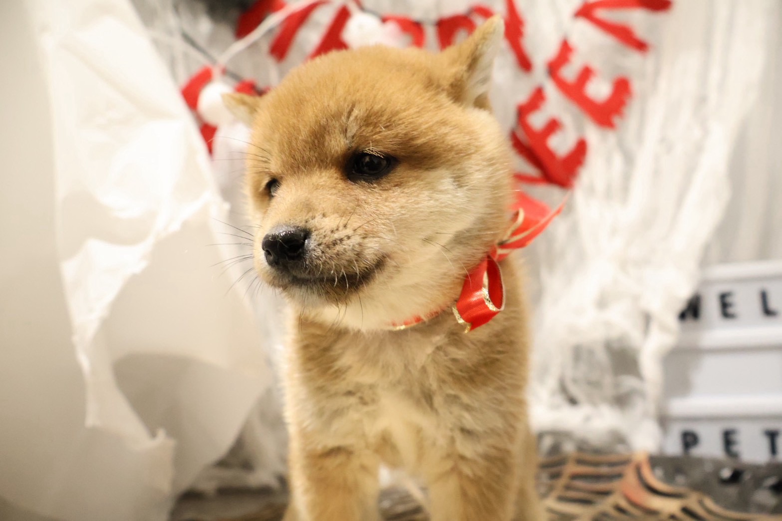 豆柴 赤の子犬｜福岡 | ペッツメイト天神大名店