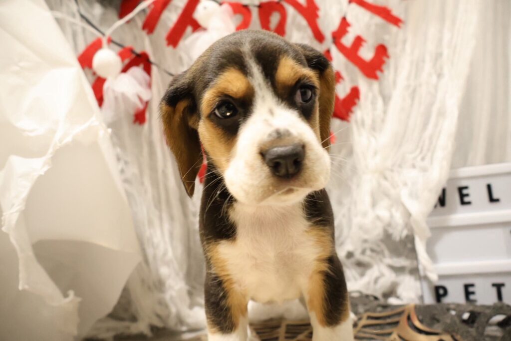 ビーグル ハウンドの子犬|福岡 | ペッツメイト天神大名店