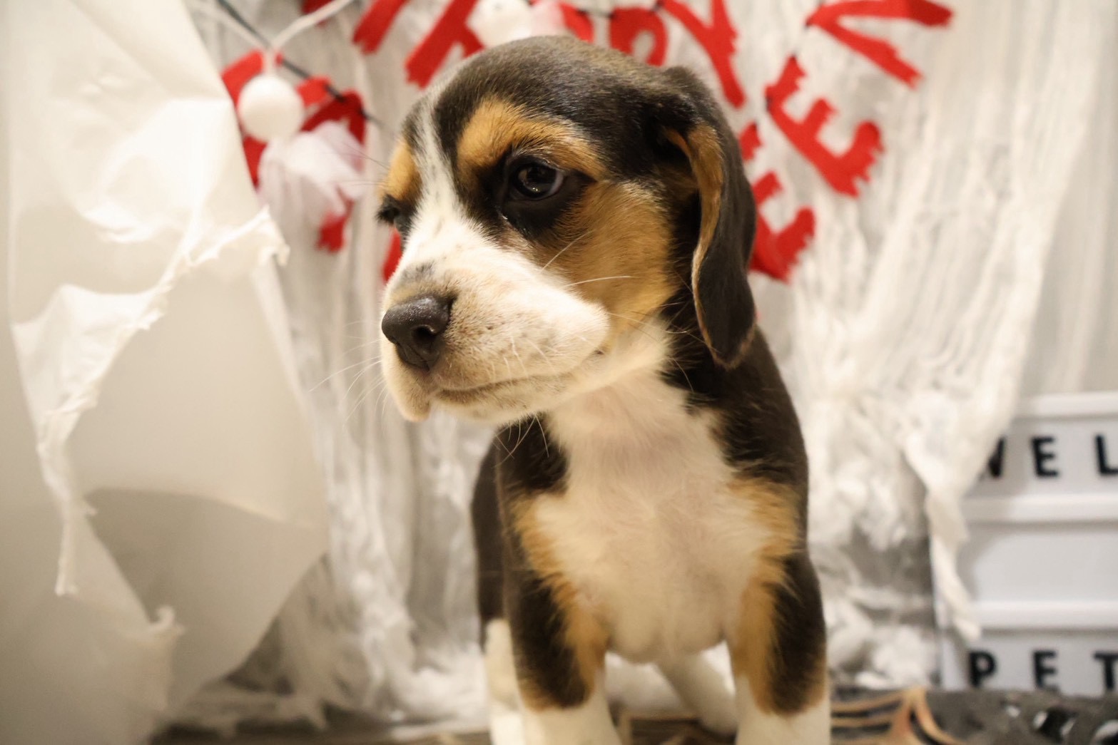 ビーグル ハウンドの子犬｜福岡 | ペッツメイト天神大名店