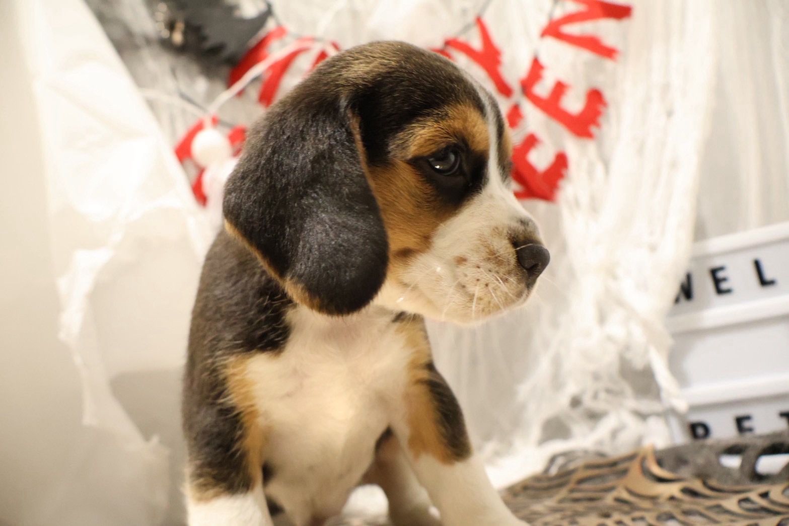 ビーグル ハウンドの子犬｜福岡 | ペッツメイト天神大名店