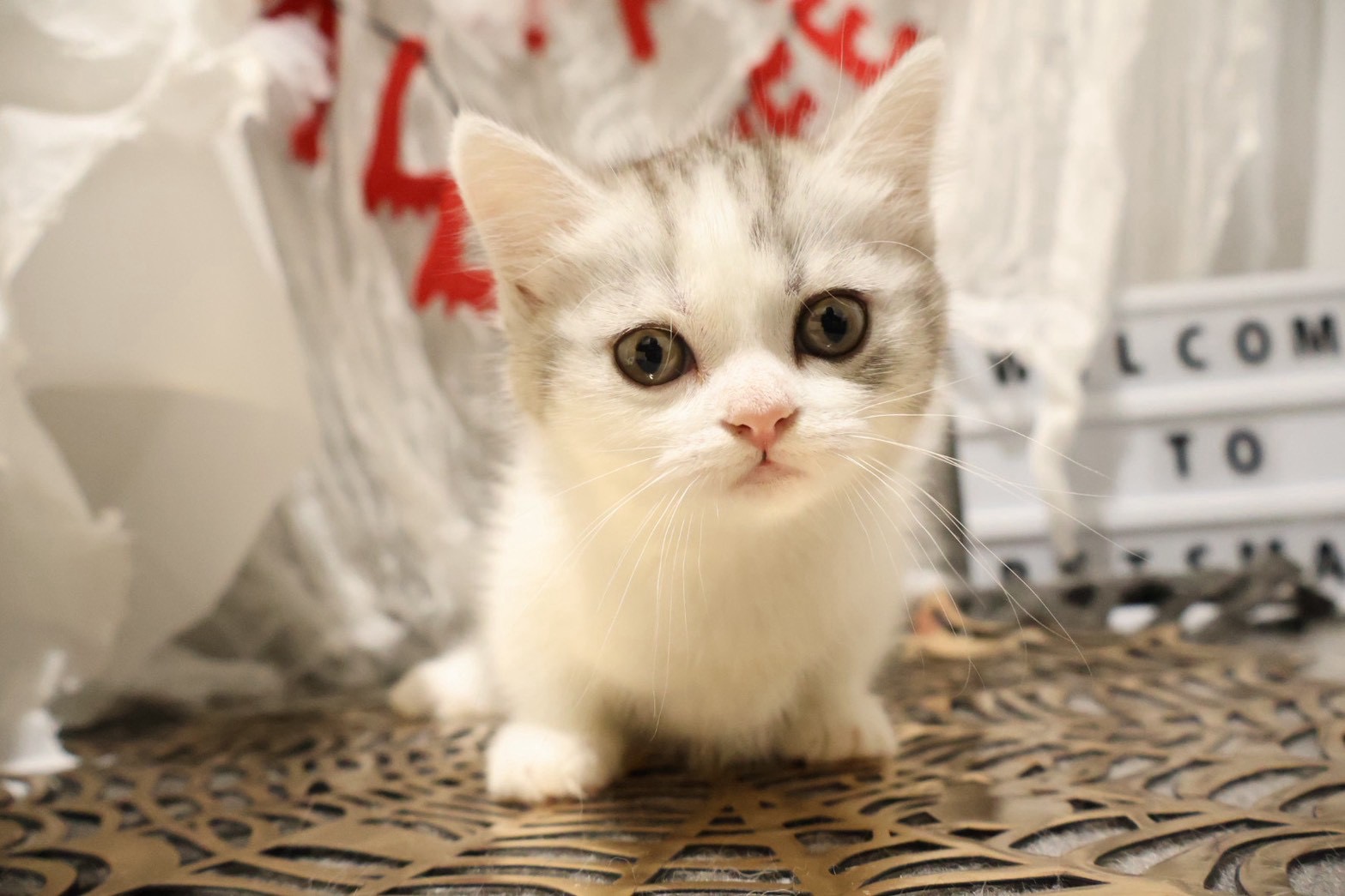 ミヌエット シルバータビーホワイトの子猫｜福岡 |ペッツメイトイオン乙金店