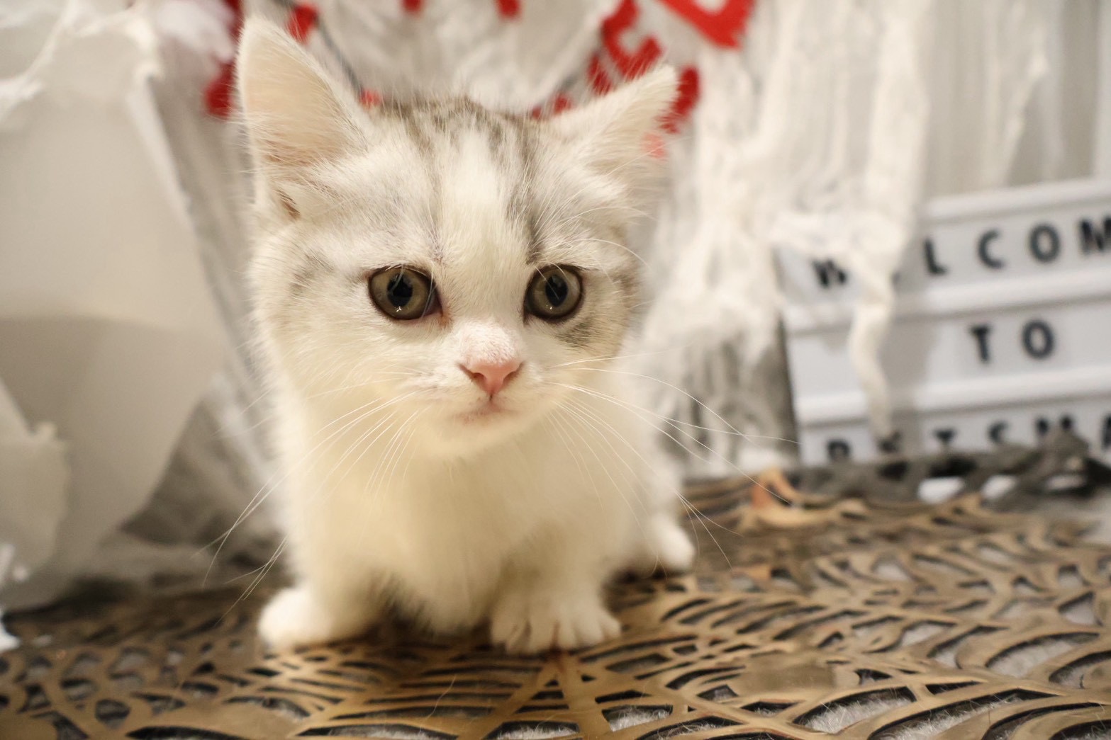 ミヌエット シルバータビーホワイトの子猫｜福岡 |ペッツメイトイオン乙金店
