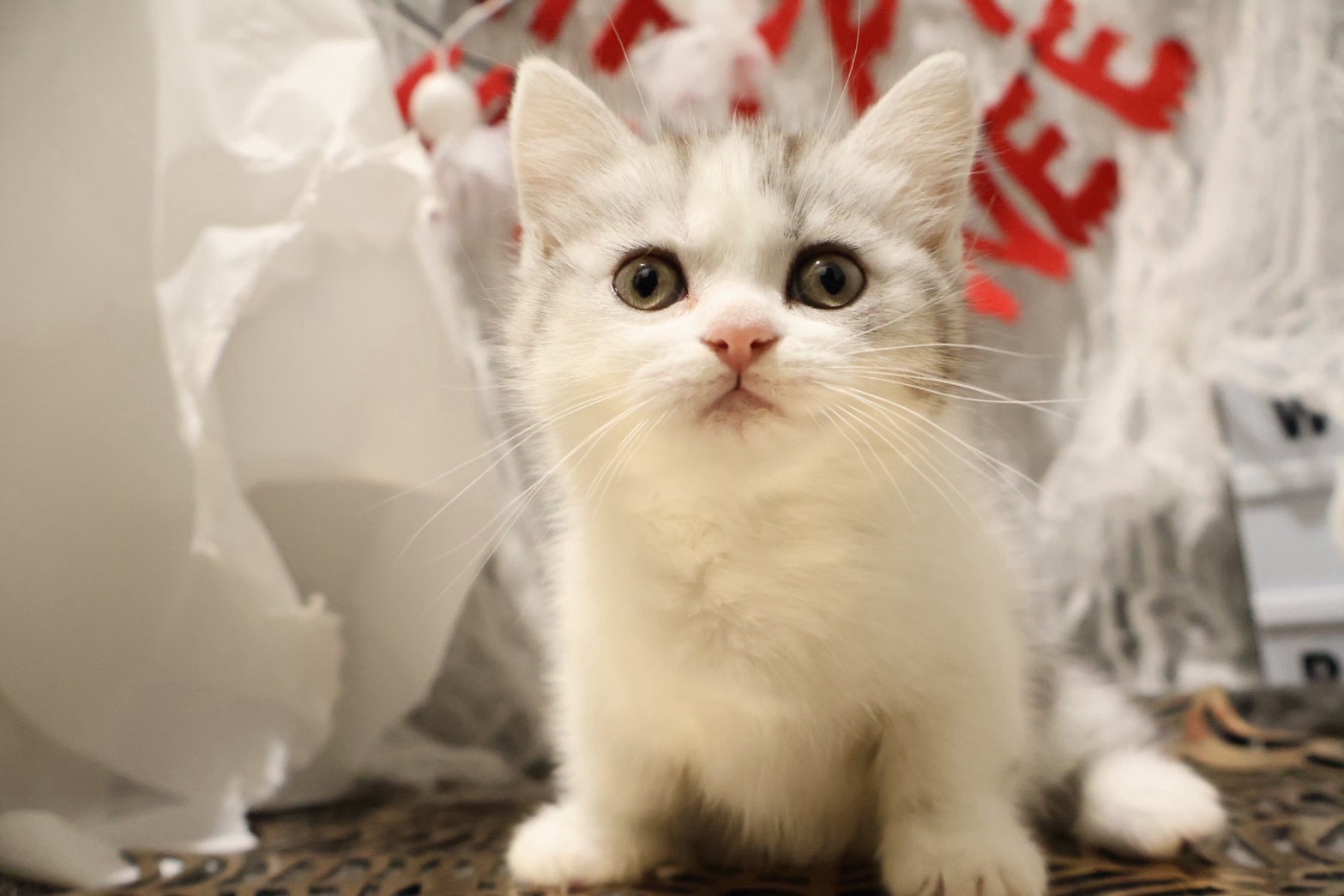 ミヌエット シルバータビーホワイトの子猫｜福岡 |ペッツメイトイオン乙金店