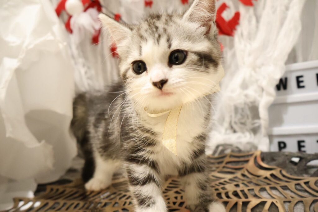 マンチカン シルバータビーホワイトの子猫|佐賀 | ペッツメイトモラージュ佐賀店