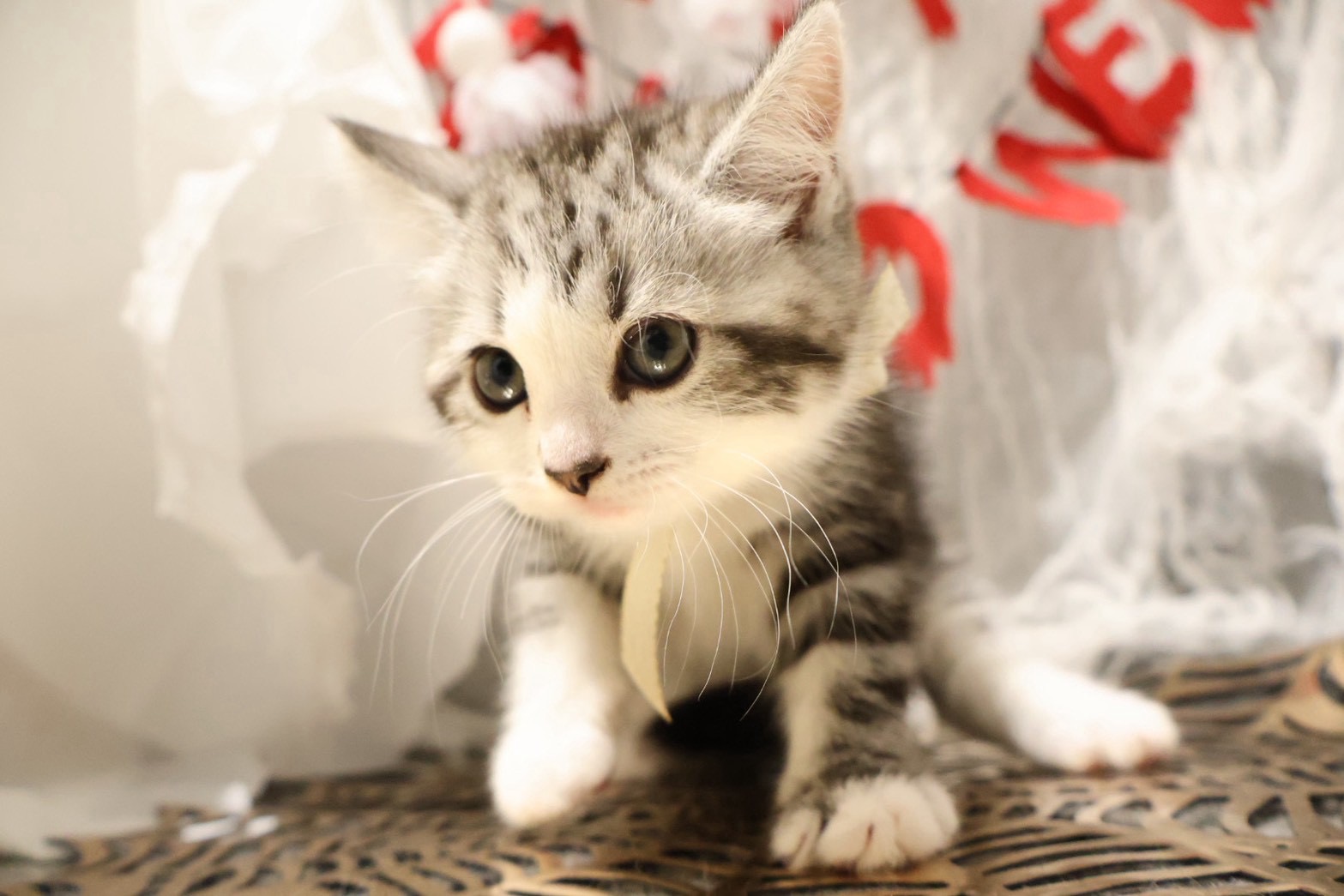 マンチカン シルバータビーホワイトの子猫｜佐賀 | ペッツメイトモラージュ佐賀店
