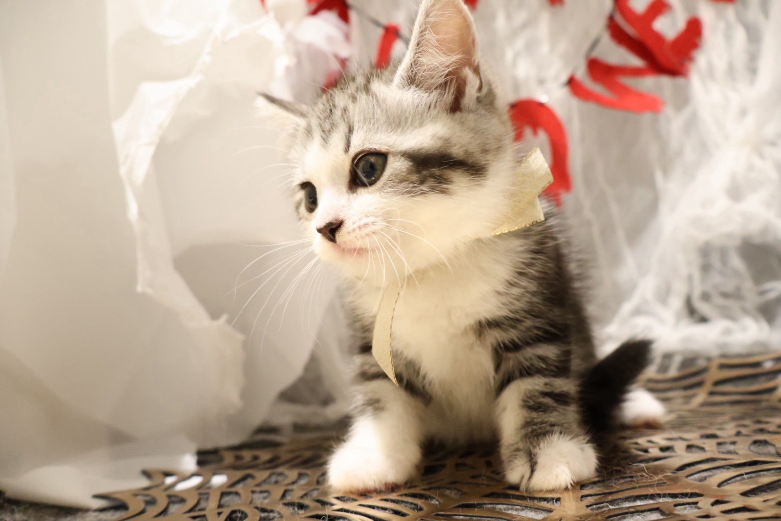 マンチカン シルバータビーホワイトの子猫｜佐賀 | ペッツメイトモラージュ佐賀店