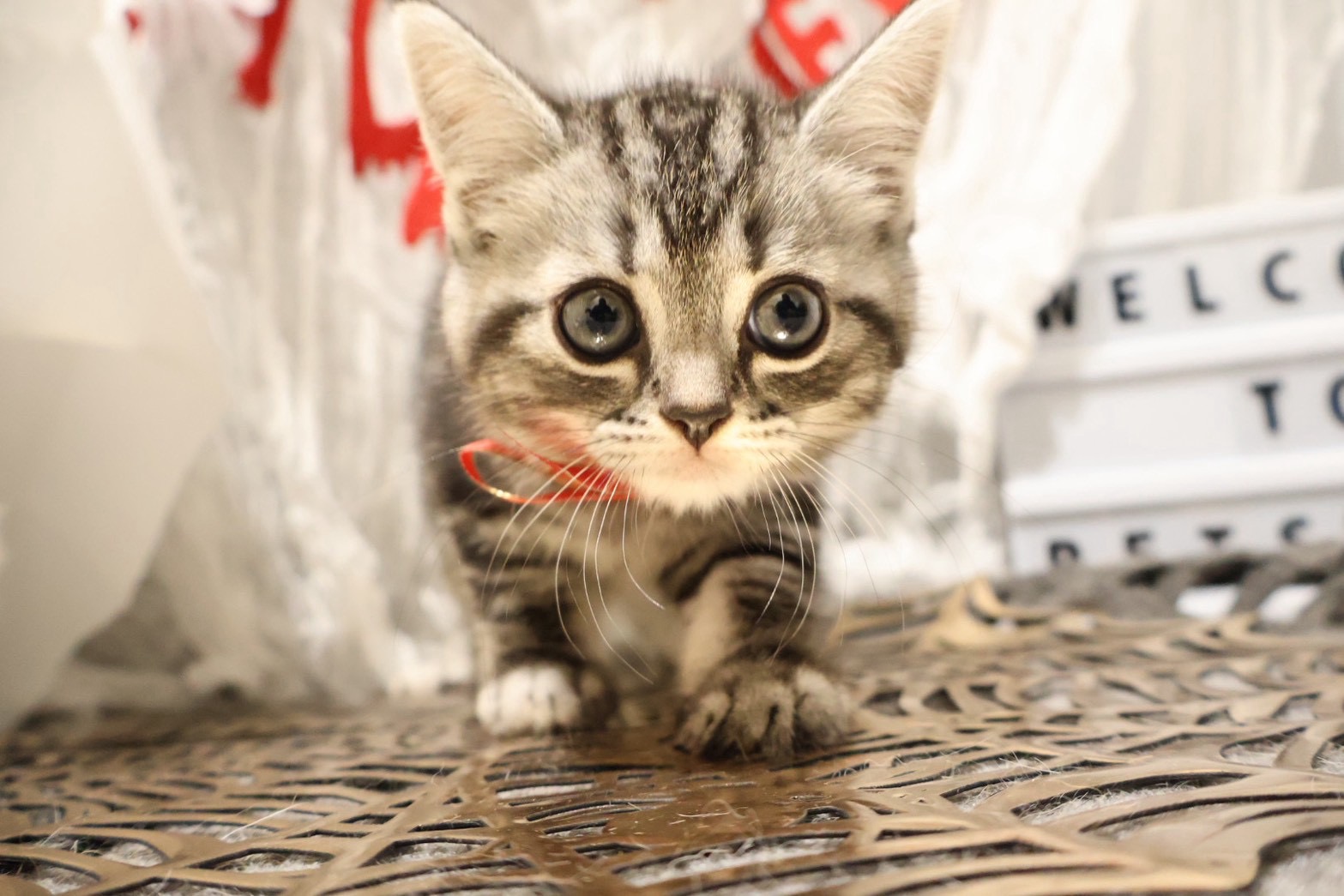 マンチカン シルバータビーの子猫｜佐賀 | ペッツメイトモラージュ佐賀店