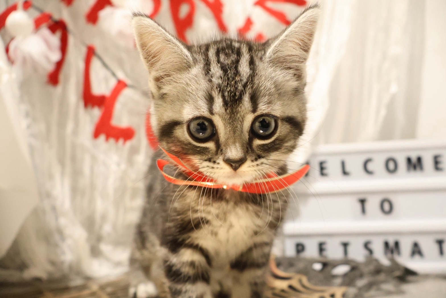 マンチカン シルバータビーの子猫｜佐賀 | ペッツメイトモラージュ佐賀店