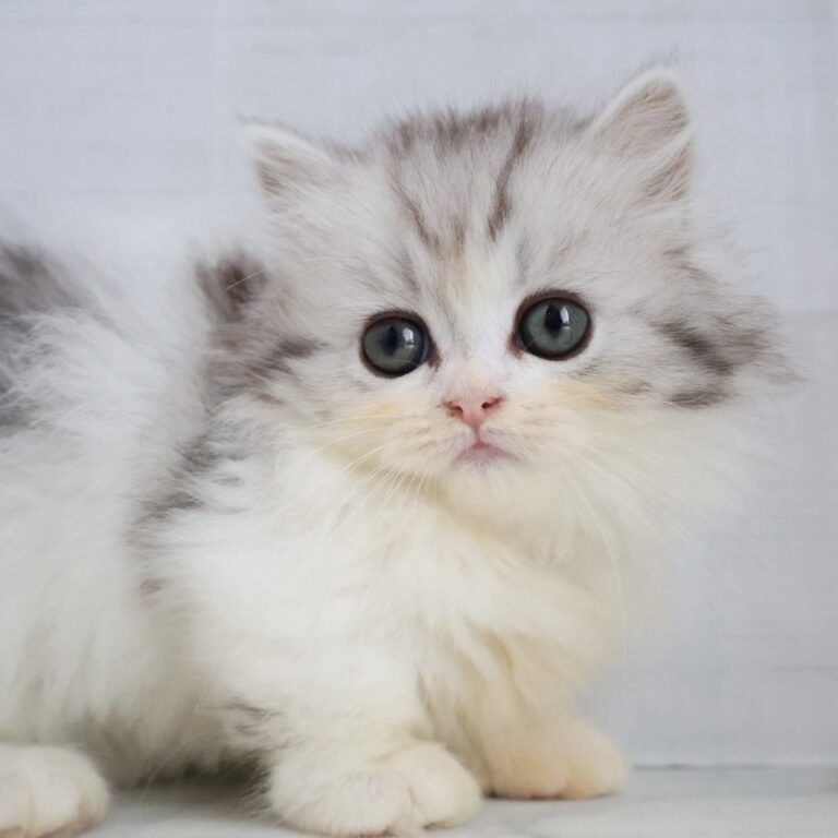 マンチカンの子猫（福岡・ペッツメイトイオン乙金店在籍）