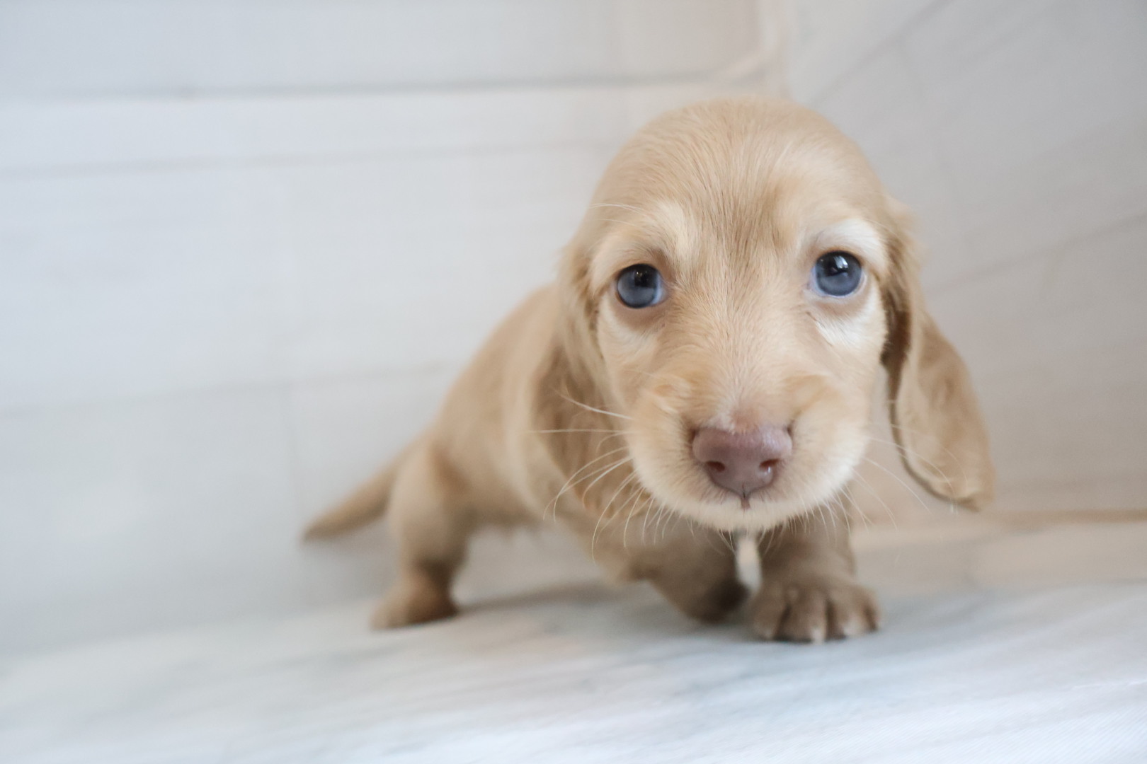 ミニチュアダックスフンド イエローの子犬｜宮崎 | ペッツメイト宮交シティ店