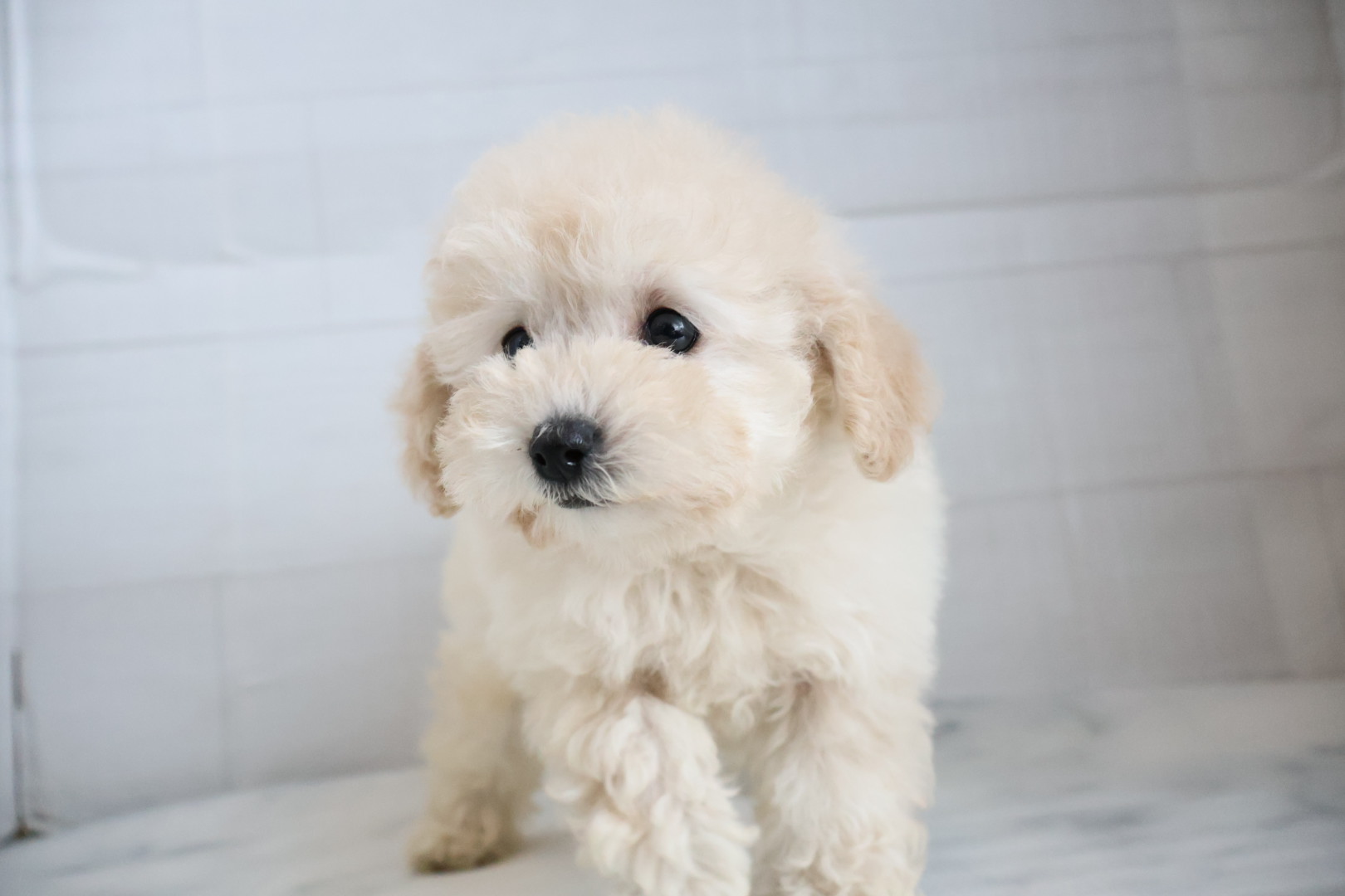 トイプードル クリームの子犬｜福岡 |ペッツメイトイオン乙金店