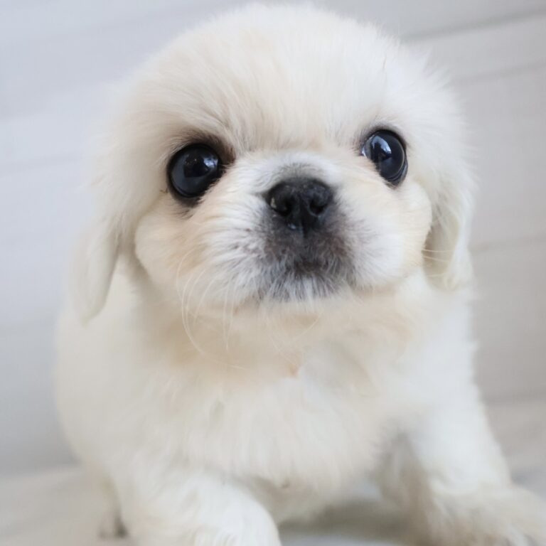 ペキニーズの子犬（福岡・ペットアミ筑後店在籍）