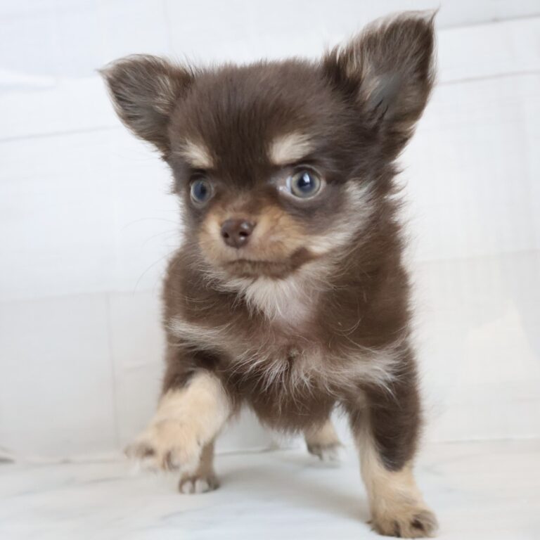 ロングコートチワワの子犬（福岡・ペッツメイトイオン乙金店在籍）