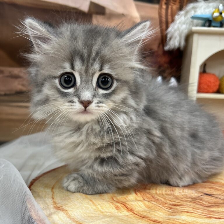 ミヌエットの子猫（佐賀・ペッツメイト佐賀店在籍）