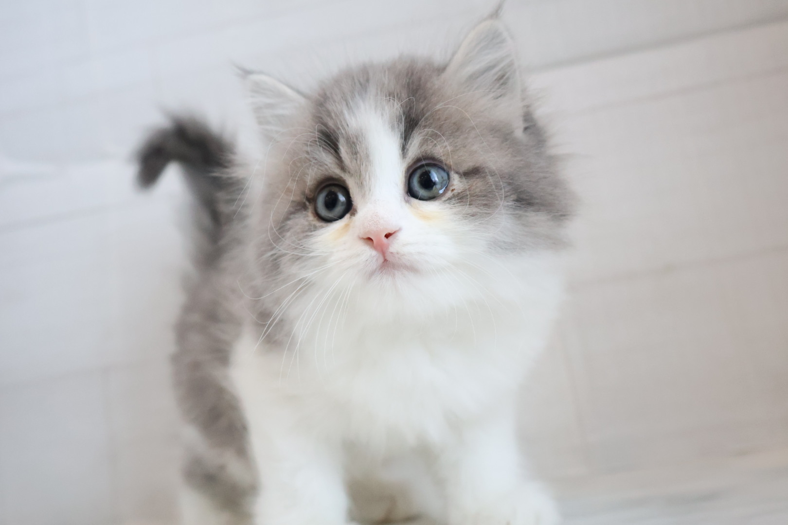 サイベリアン ブルータビーホワイトの子猫｜佐賀 |ペッツメイト佐賀店