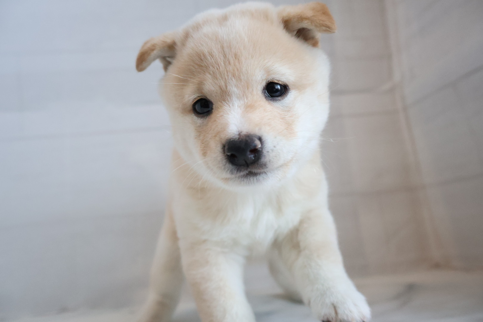 豆柴 白の子犬｜宮崎 | ペッツメイトイオン都城店