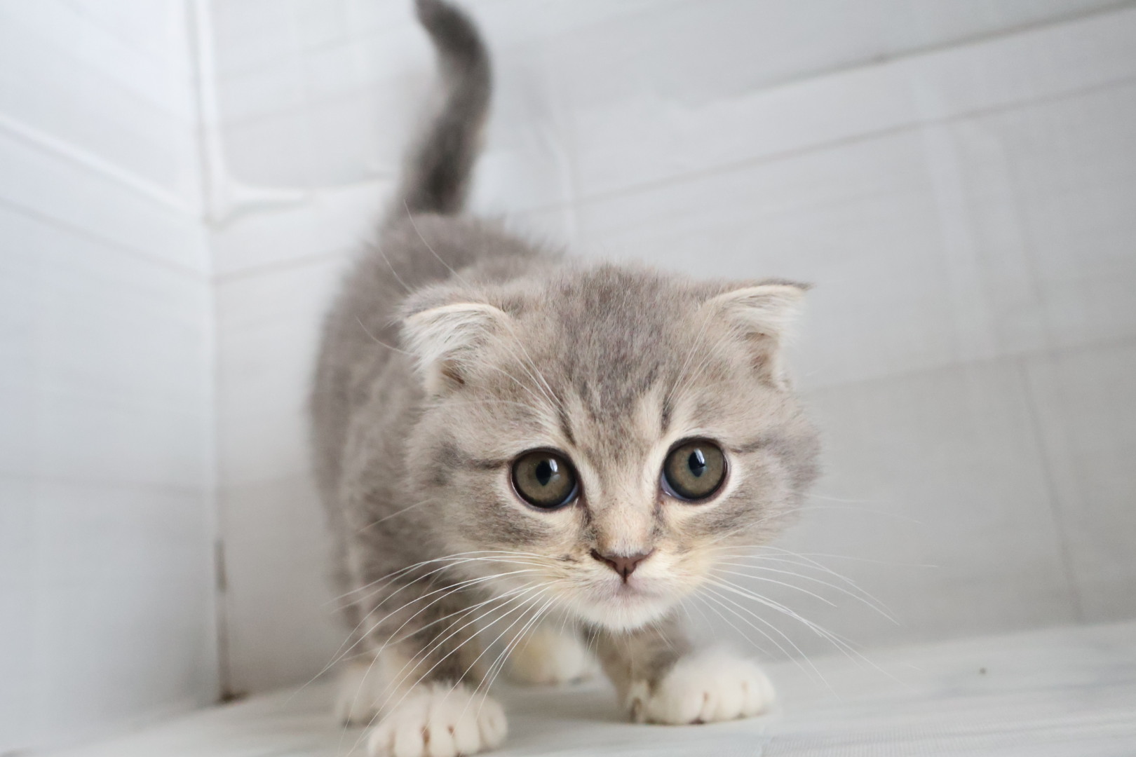 スコティッシュフォールド ブルーパッチドタビーホワイトの子猫｜佐賀 | ペッツメイトモラージュ佐賀店