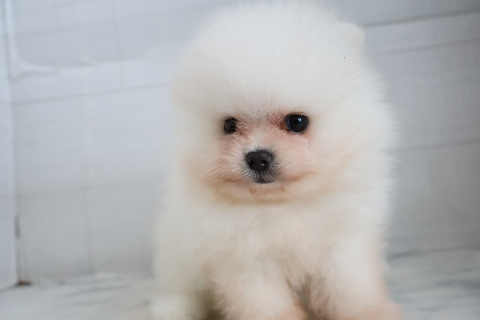 ポメラニアン ホワイトの子犬｜宮崎 | ペッツメイトイオン都城店