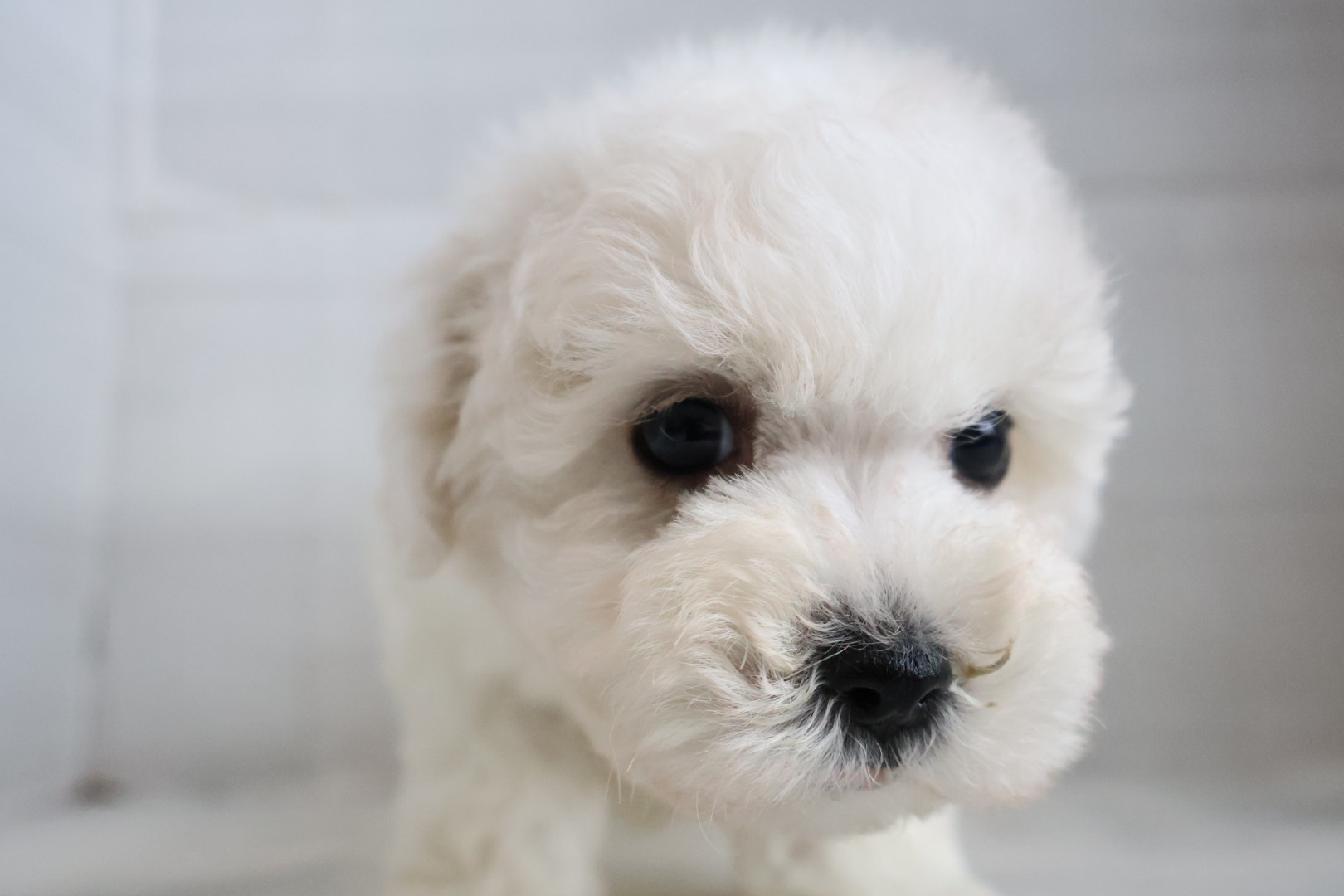 ボロニーズ ホワイトの子犬｜福岡 | ペッツメイト天神大名店